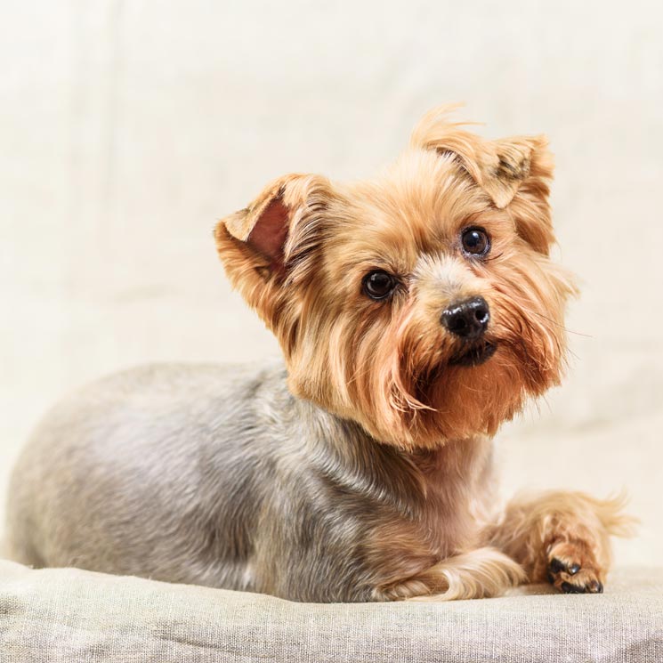 Lee más sobre el artículo Por qué hay razas de perros que no pierden pelo