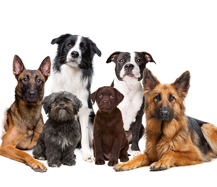 Lee más sobre el artículo Qué razas de perros son las que viven más años