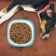 Por qué los perros protegen los platos vacíos de comida