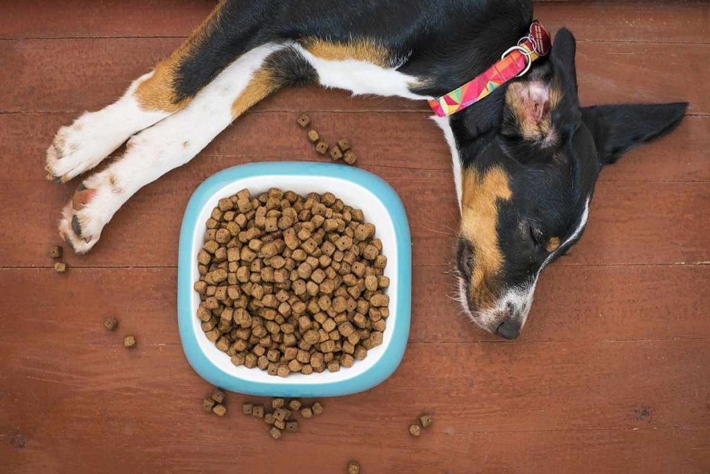 Lee más sobre el artículo Por qué los perros protegen los platos vacíos de comida