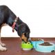 ¿Por qué los perros devoran la comida a velocidad alucinante?