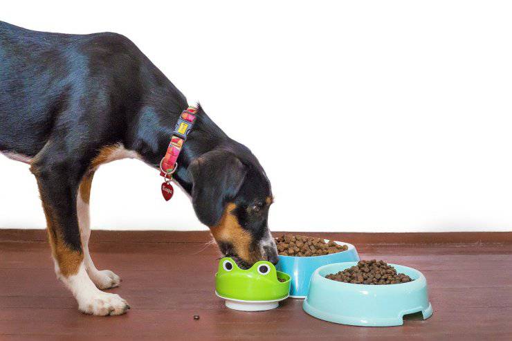 Lee más sobre el artículo ¿Por qué los perros devoran la comida a velocidad alucinante?