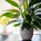 Plantas de interior: ¿Cuáles son sus cuidados y beneficios?