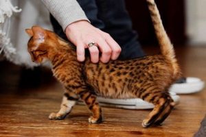 Lee más sobre el artículo Por qué los gatos levantan el lomo cada vez que los acarician