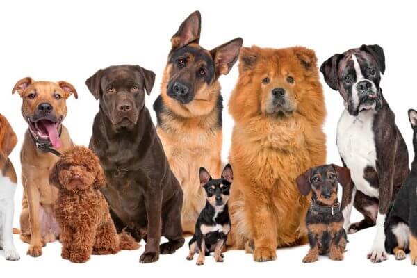 Lee más sobre el artículo Un estudio determinó cuáles son las 10 razas de perros más inteligentes