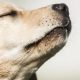 Los 10 olores que los perros detestan y pueden irritar su nariz