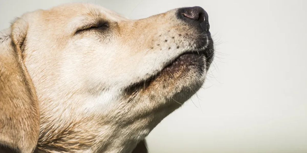 Lee más sobre el artículo Los 10 olores que los perros detestan y pueden irritar su nariz