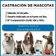Castración de mascotas en B° Cooperación de Avellaneda