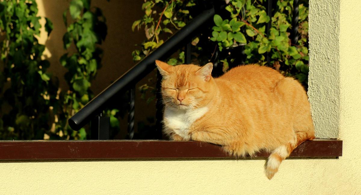 Lee más sobre el artículo Por qué a los gatos les gusta tanto dormirse al sol