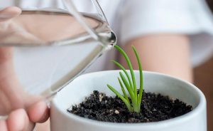 Lee más sobre el artículo En qué momento regar las plantas en invierno