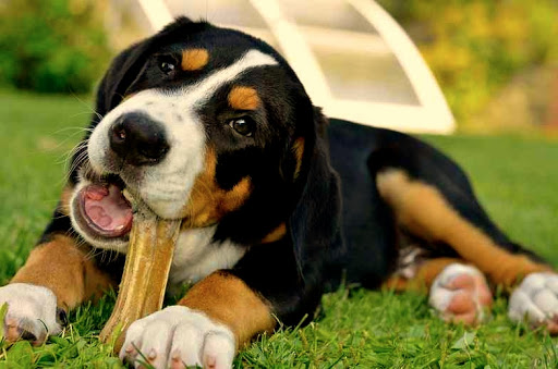 Lee más sobre el artículo Por qué los perros tienen la costumbre de enterrar huesos