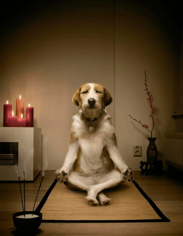 Haciendo yoga