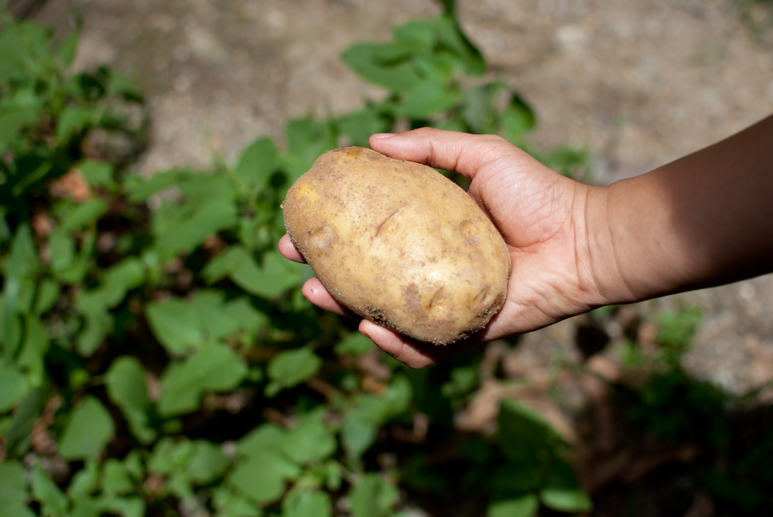 Lee más sobre el artículo Paso a paso, cómo plantar papas en una maceta