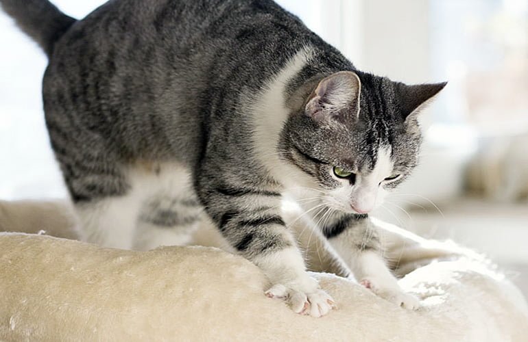 Lee más sobre el artículo Por qué los gatos “amasan”