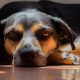 Insecticidas y mascotas: consejos para evitar los envenenamientos
