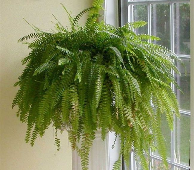 Una solución sencilla: 10 plantas que pueden absorber la humedad