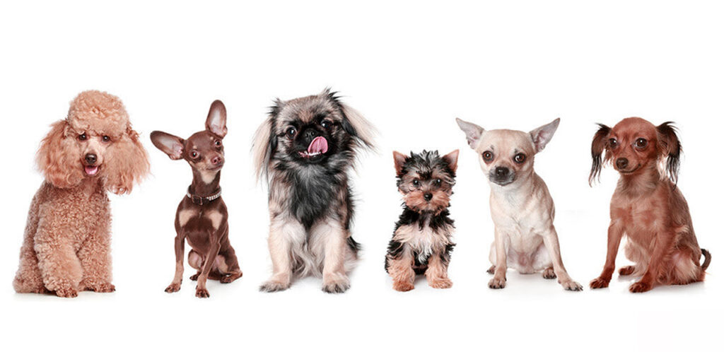 Lee más sobre el artículo Cuatro razas de perros ideales para lugares con poco espacio