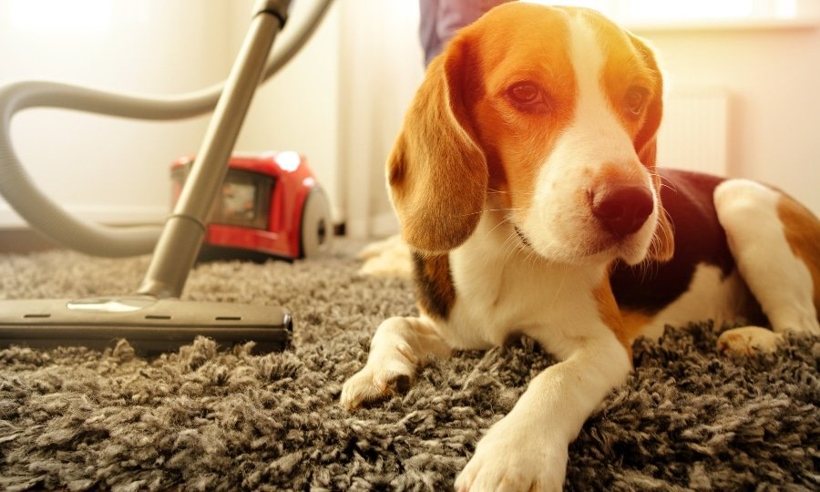 Lee más sobre el artículo 5 objetos peligrosos que pueden dañar la salud de tus mascotas