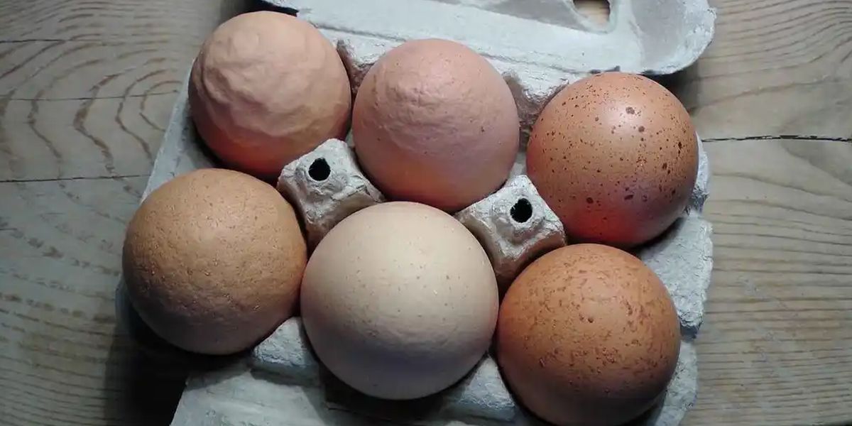 Lee más sobre el artículo Por qué hay huevos “arrugados” y qué pasa si los comemos