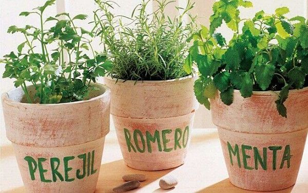 Lee más sobre el artículo 5 plantas comestibles que no deben faltar en tu cocina