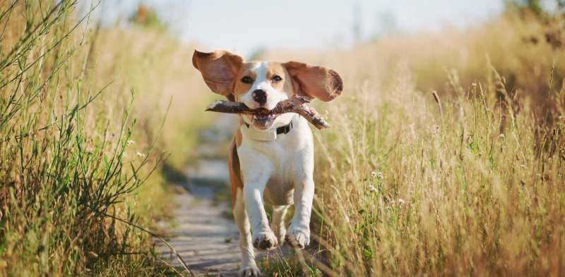 Lee más sobre el artículo Cinco formas de ayudar a tu perro a vivir una vida más larga y saludable
