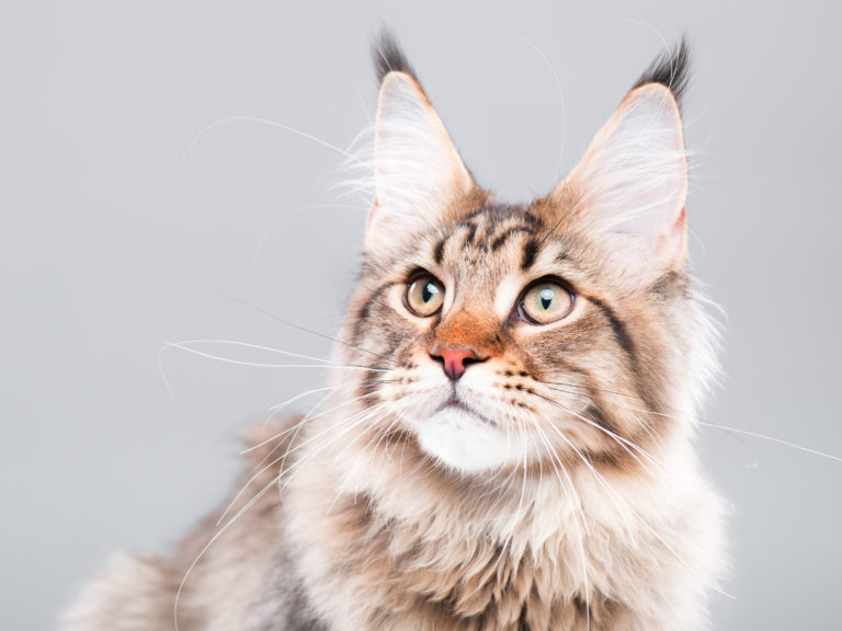 Lee más sobre el artículo Siete rasgos determinan el comportamiento de los gatos