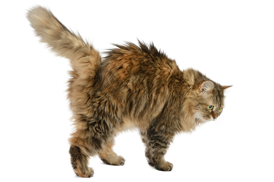Lee más sobre el artículo Qué significa cuando los gatos inflan la cola