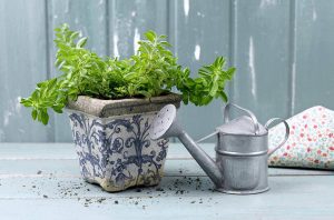 Lee más sobre el artículo Los beneficios de plantar orégano en la huerta en esta primavera