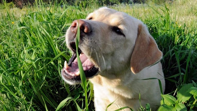 Lee más sobre el artículo Este es el motivo por el que los perros comen hierba
