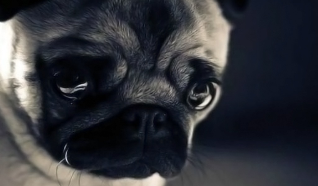 Lee más sobre el artículo Los perros también pueden sufrir depresión: estos son los síntomas