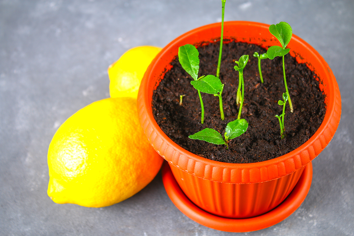 Lee más sobre el artículo Cómo plantar limón en una taza: ideal para decorar y perfumar