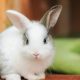 Aventuras y escondites: todo lo que necesitan los conejos para ser felices