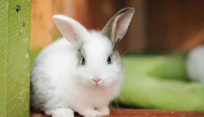 Lee más sobre el artículo Aventuras y escondites: todo lo que necesitan los conejos para ser felices