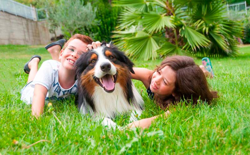 Lee más sobre el artículo Cuáles son las razas de perros más cariñosas