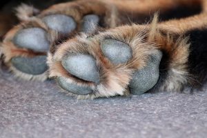 Lee más sobre el artículo Las almohadillas de las patas de los perros son un sostén fundamental de su salud