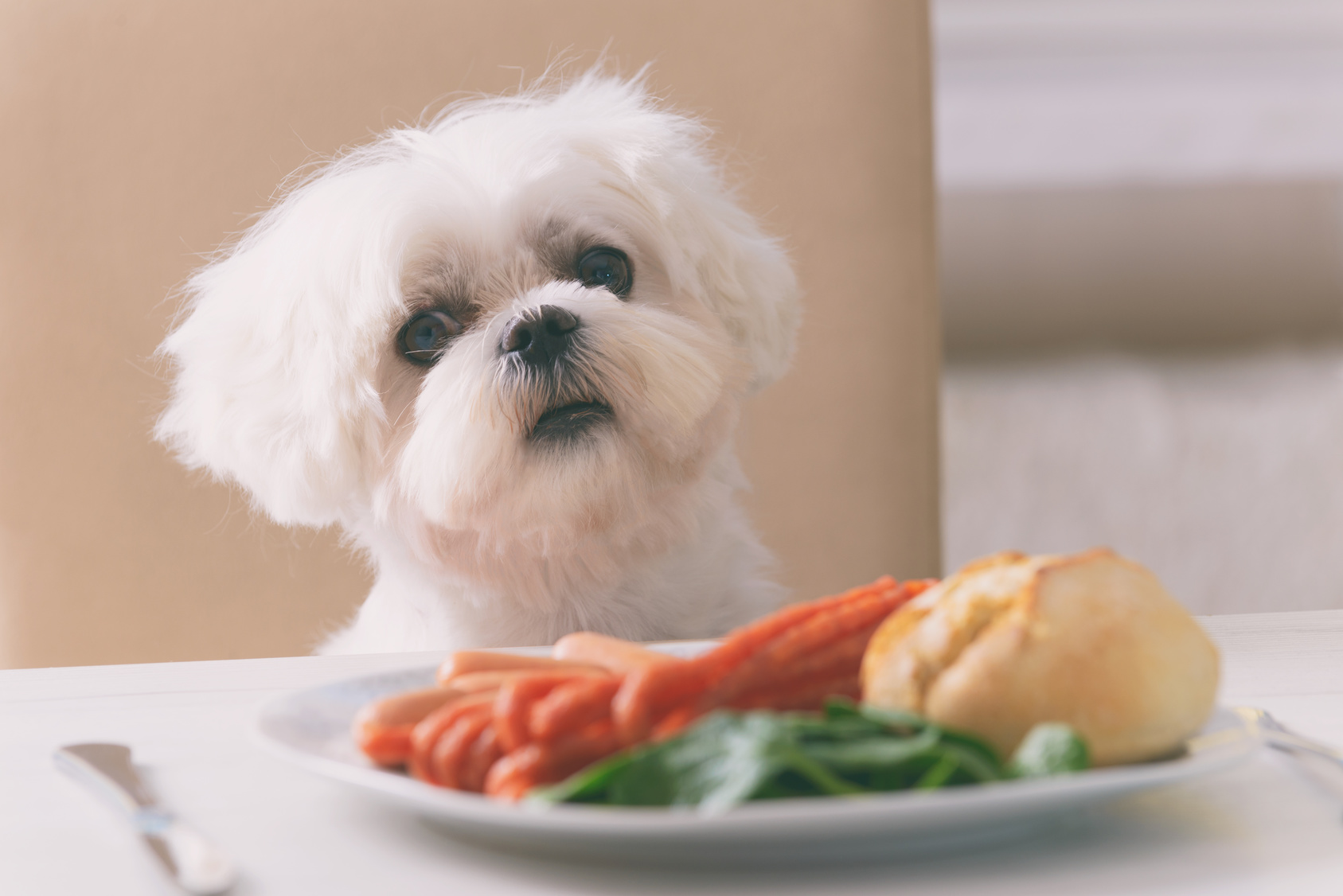 Lee más sobre el artículo Cuáles son 5 alimentos que le caen peor a los perros