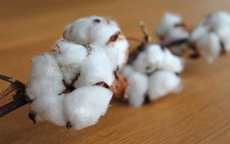 Qué usos tiene el algodón en las plantas
