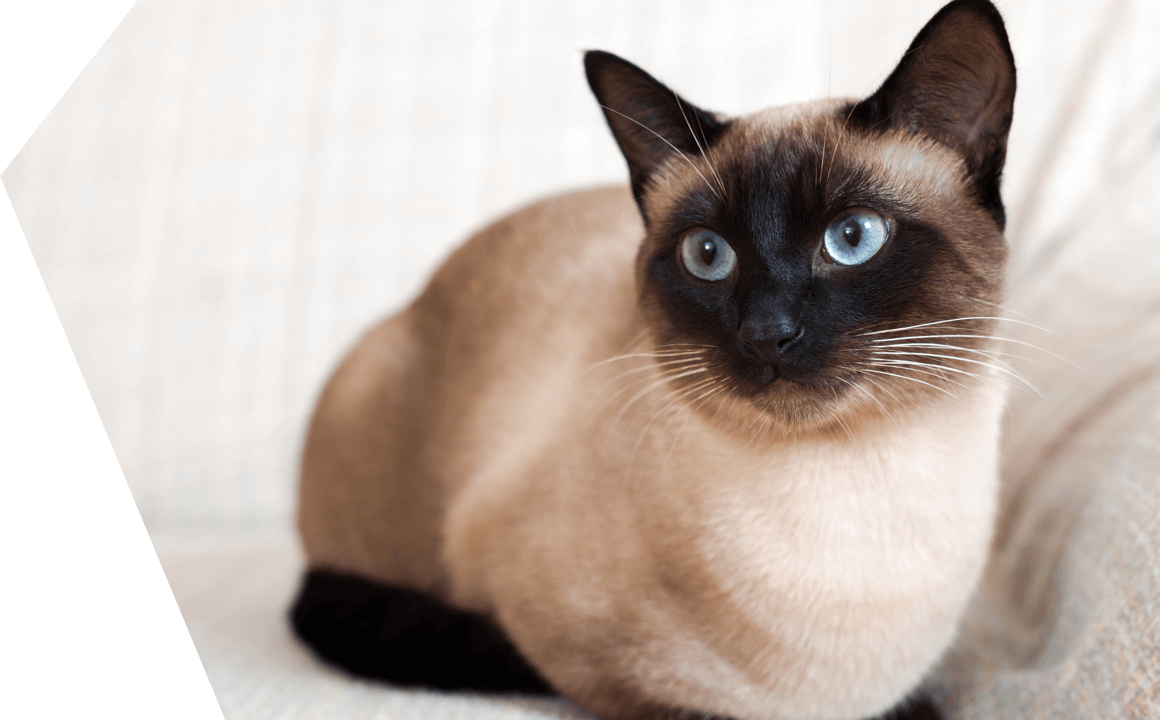 Lee más sobre el artículo Gato siamés: conoce algunas curiosidades de esta raza de gatos