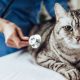 Cómo evitar el estrés durante la visita del gato al veterinario