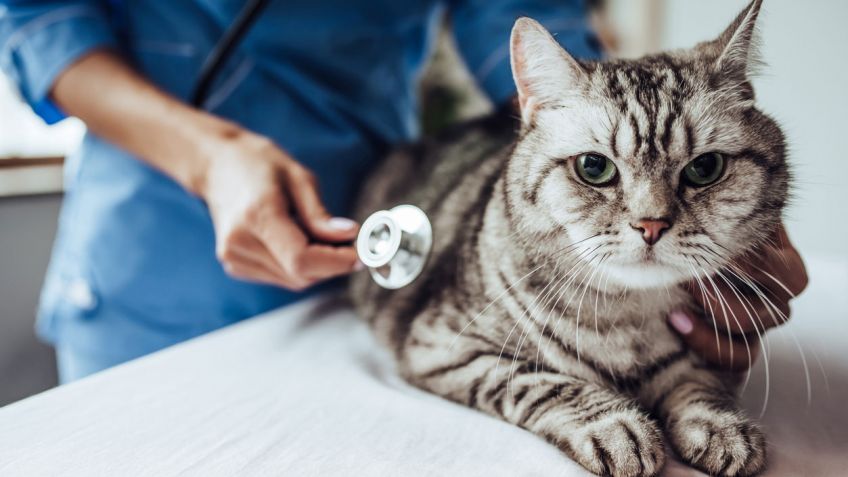 Lee más sobre el artículo Cómo evitar el estrés durante la visita del gato al veterinario