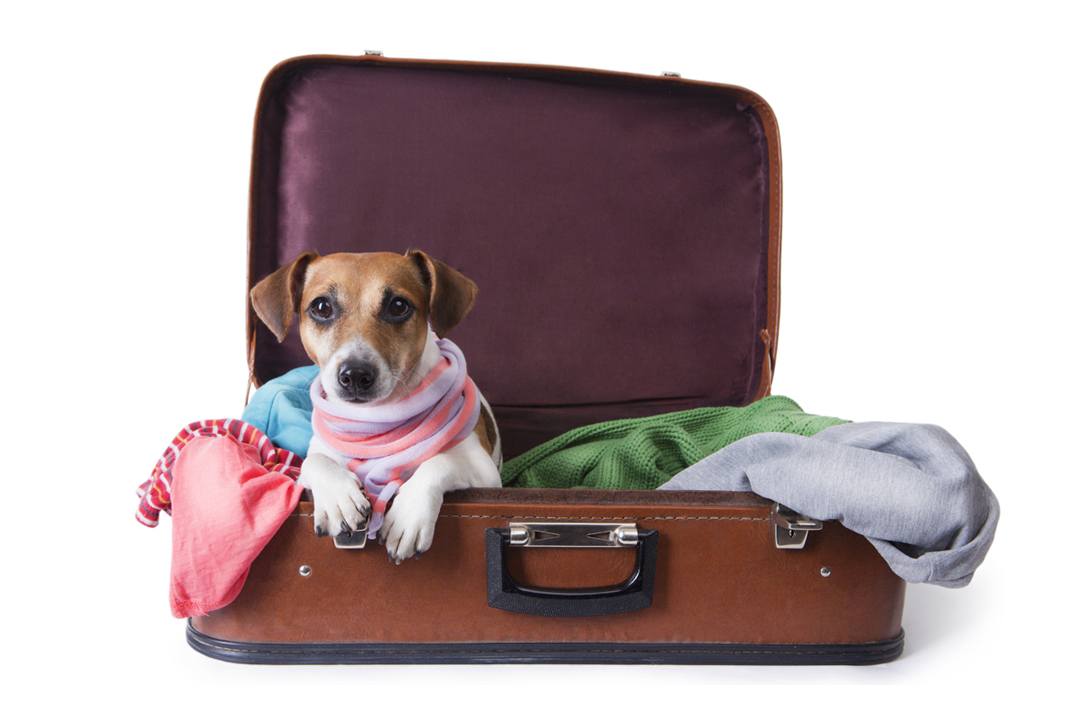 Lee más sobre el artículo Vacaciones 2021: cómo sacar el permiso para viajar con perros y gatos