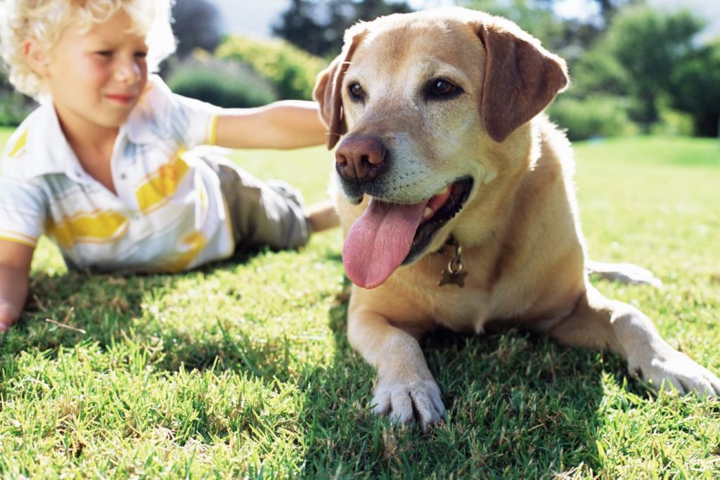 Lee más sobre el artículo Las 5 mejores razas de perros para niños