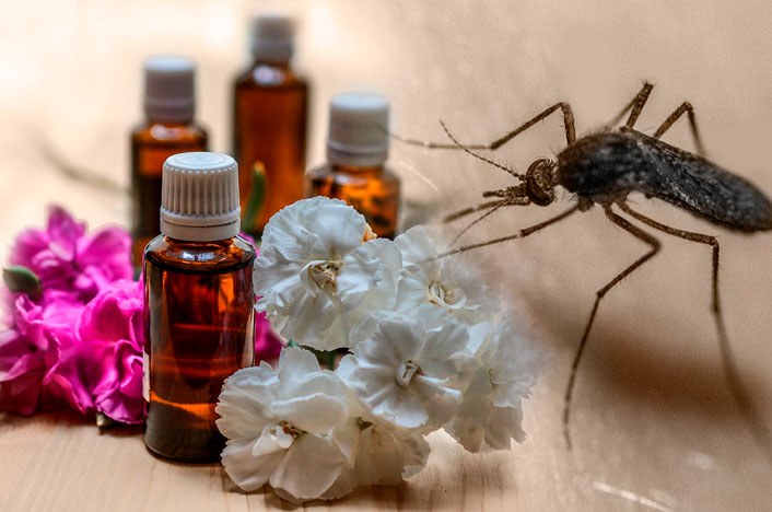 Lee más sobre el artículo 5 elementos naturales para elaborar repelentes de mosquitos en casa