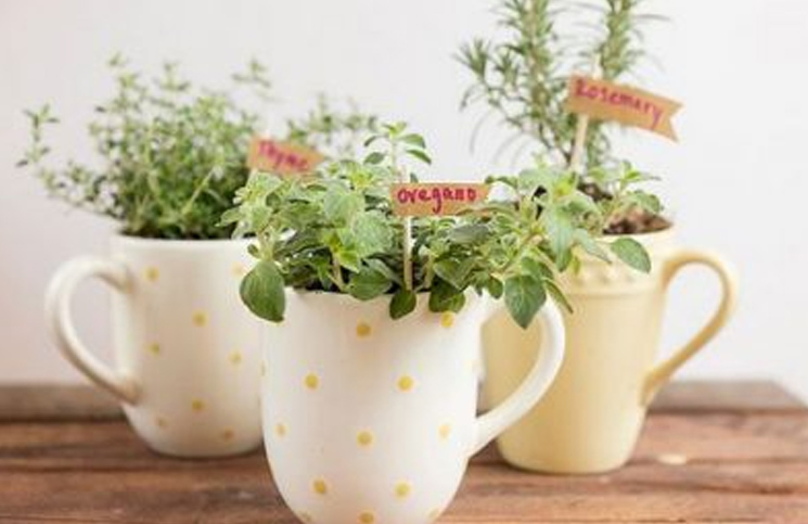 Lee más sobre el artículo Cómo plantar orégano en una taza de té de manera fácil y rápida