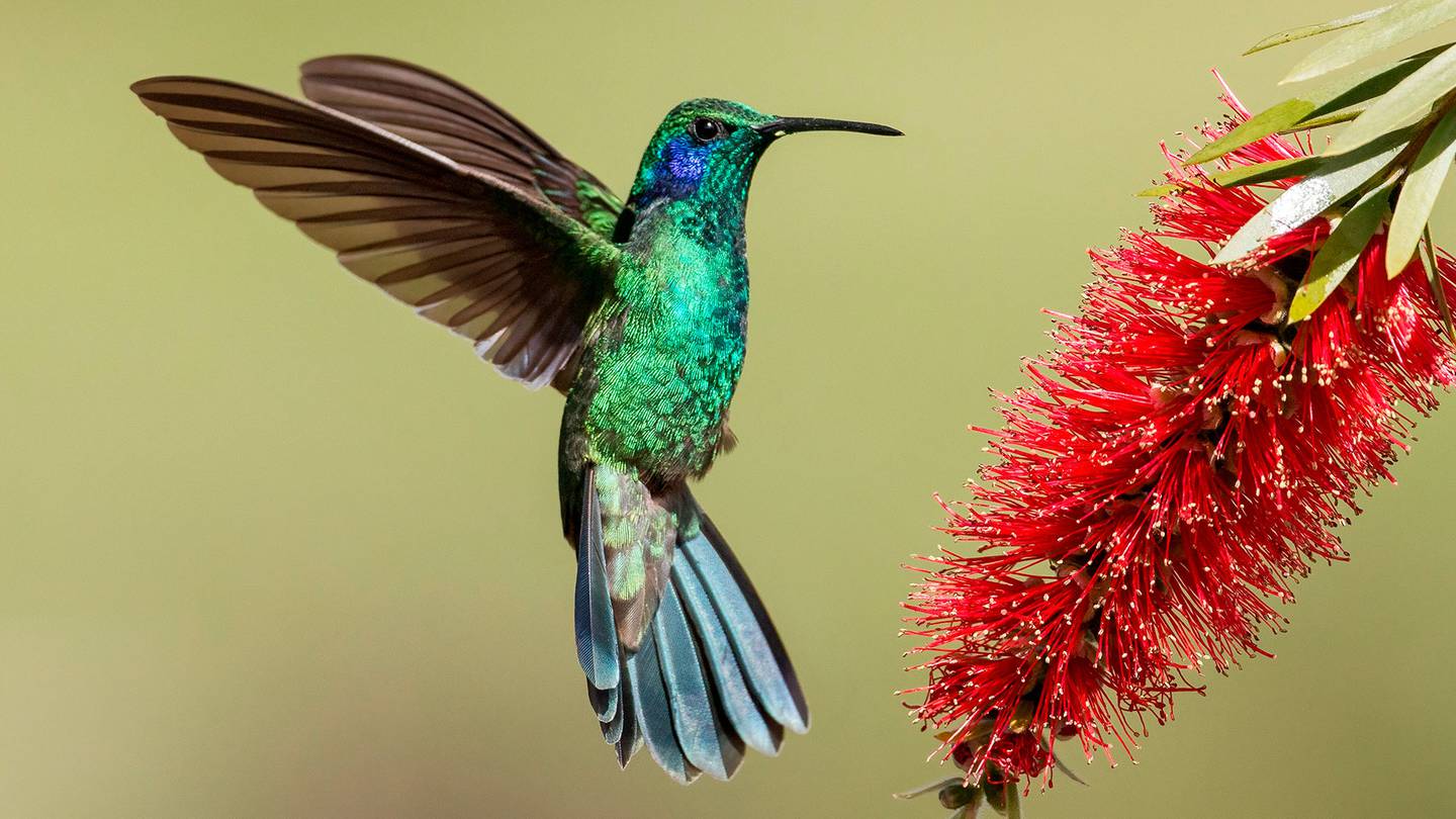 Lee más sobre el artículo Que significa cuando un colibrí visita tu jardín