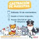 Castración de mascotas en Bº Belgrano