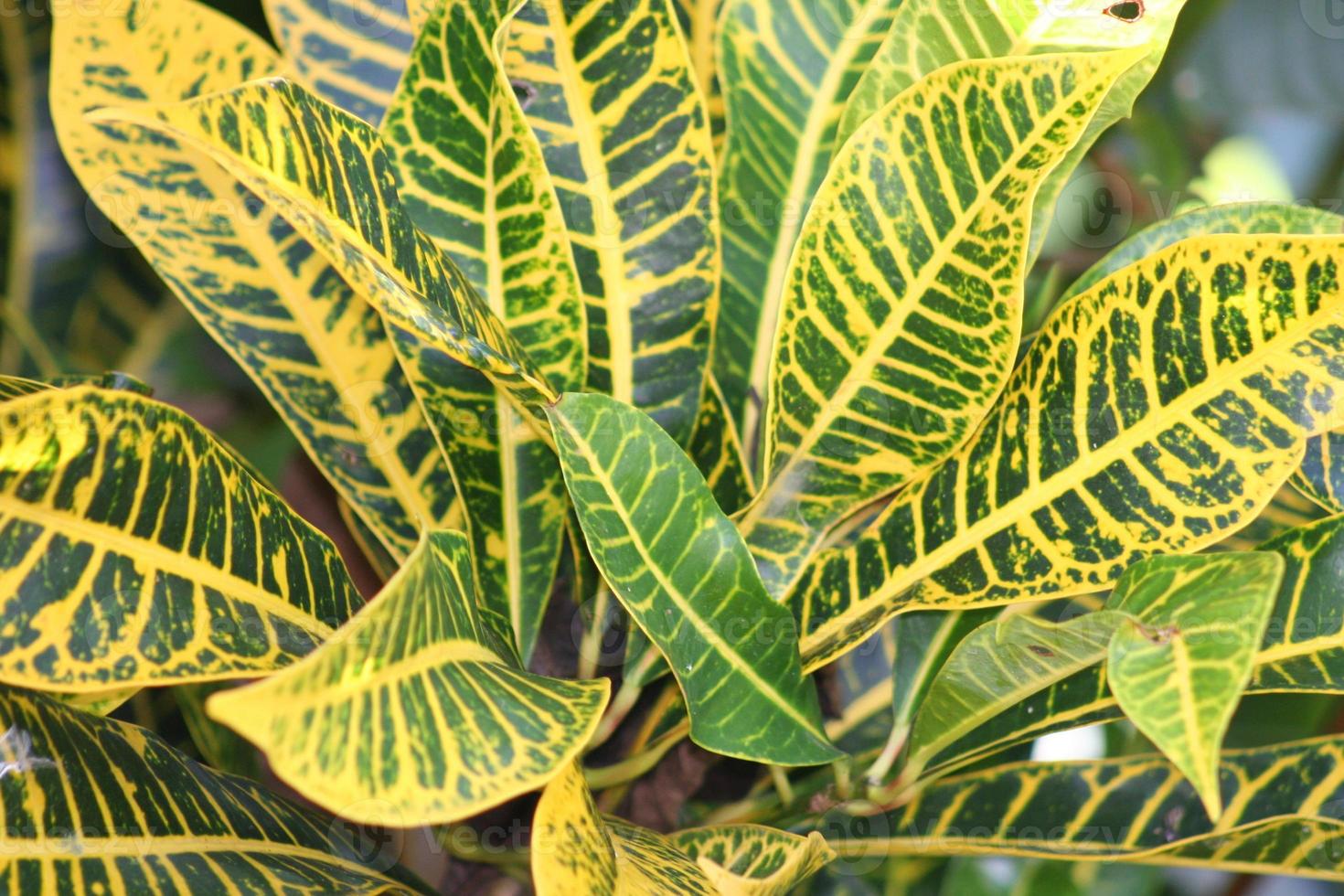 Lee más sobre el artículo Ocho causas por las que las hojas de tus plantas se ponen amarillas
