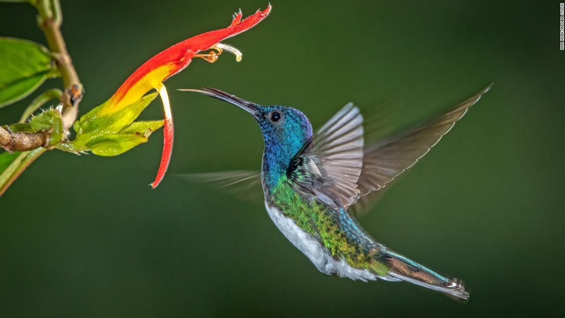 Lee más sobre el artículo Cómo atraer colibríes a tu jardín