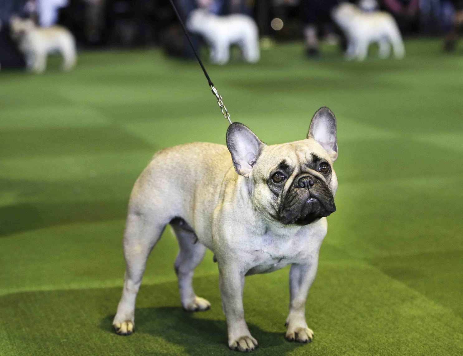 Lee más sobre el artículo Por qué el bulldog francés es la raza más popular de la Argentina
