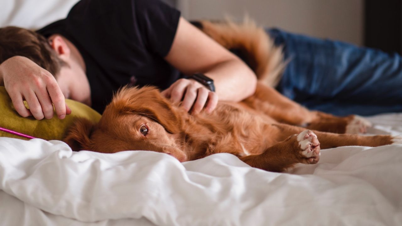 Lee más sobre el artículo Ventajas y desventajas de dormir con nuestros perros